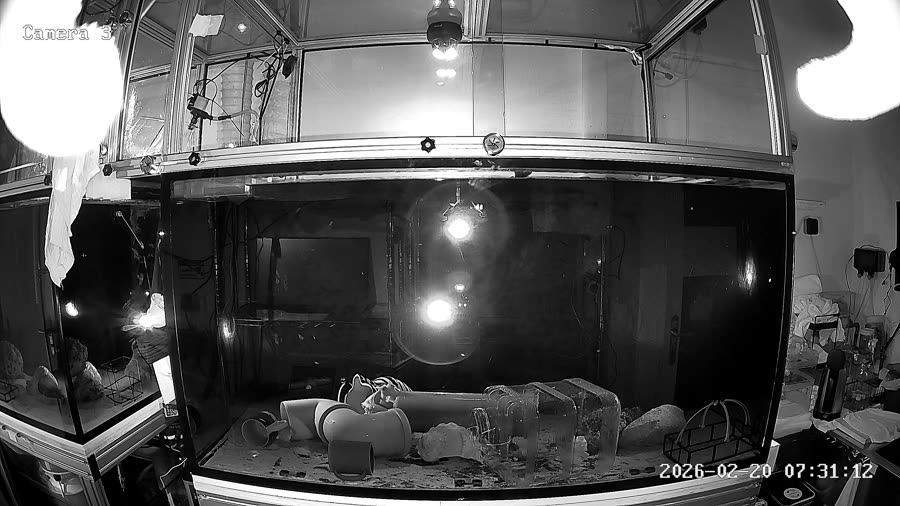 Night-vision aquarium frame showing an empty tank with no animal visible.